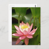 Rosa Lilienwasser-Blume Postkarte (Vorne/Hinten)