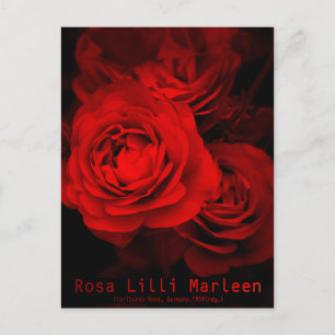 Rosa Lilli Marleen: Postkarte