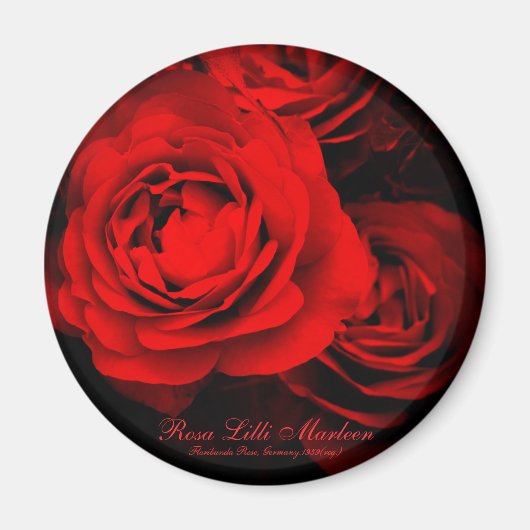 Rosa Lilli Marleen: Round Magnet (Vorne)
