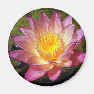 Rosa Lily-Foto Magnet
