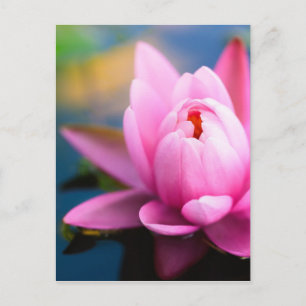 Rosa Lippe Postkarte