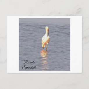 Rosa Löffler Vogel Foto Postkarte
