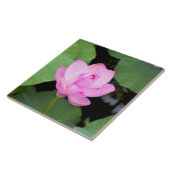Rosa Lotos-Blume Fliese (Seite)