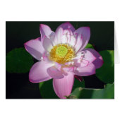 Rosa Lotus (Vorderseite (Horizontal))