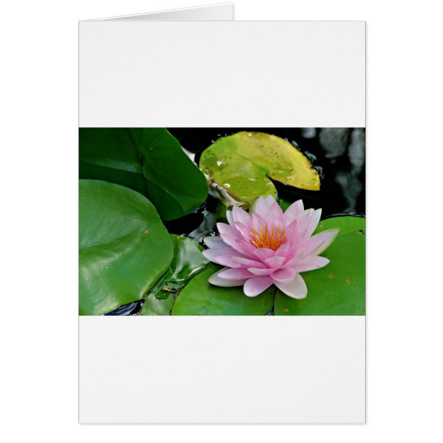 Rosa Lotus (Vorne)