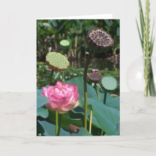 Rosa Lotus and Pods - Grußkarte Feiertagskarte