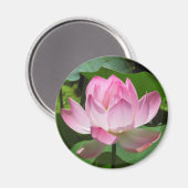 Rosa Lotus Bloom Magnet (Vorderseite/Rückseite)