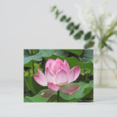 Rosa Lotus Bloom Postkarte (Stehend Vorderseite)
