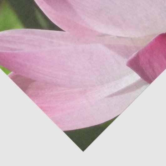 Rosa Lotus Bloom Seidenpapier (Detail)