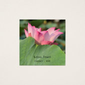 Rosa Lotus-Blume (Vorderseite)