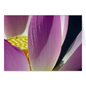 Rosa Lotus-Blume (Vorderseite (Horizontal))