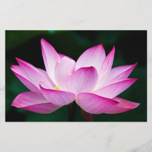 Rosa Lotus-Blume Briefpapier