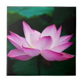 Rosa Lotus-Blume Fliese (Vorderseite)