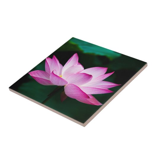 Rosa Lotus-Blume Fliese (Seite)