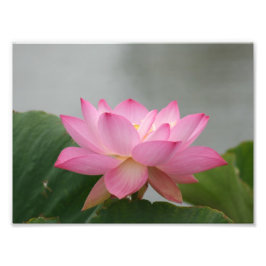 Rosa Lotus-Blume Fotodruck
