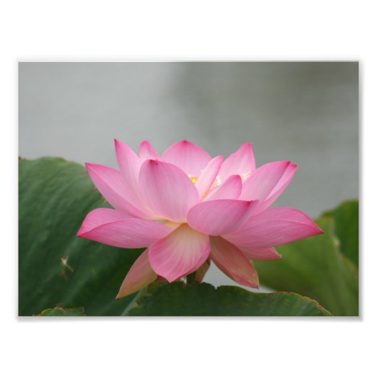 Rosa Lotus-Blume Fotodruck (Vorne)