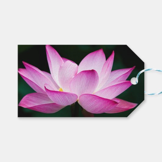 Rosa Lotus-Blume Geschenkanhänger (Vorderseite (Horizontal))