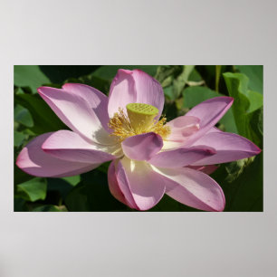 Rosa Lotus Blume II Sommerblume Poster