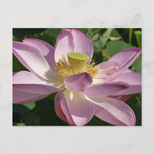 Rosa Lotus Blume II Sommerblume Postkarte