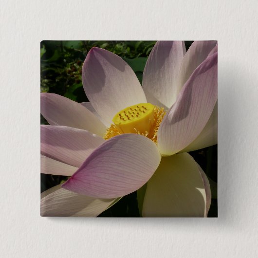 Rosa Lotus Blume III Sommer-Blütenzeit Button (Vorderseite)