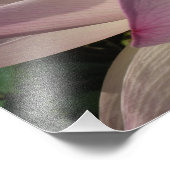 Rosa Lotus Blume III Sommer-Blütenzeit Fotodruck (Ecke)