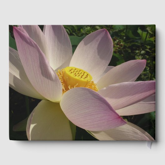 Rosa Lotus Blume III Sommer-Blütenzeit Gästebuch (Rückseite)