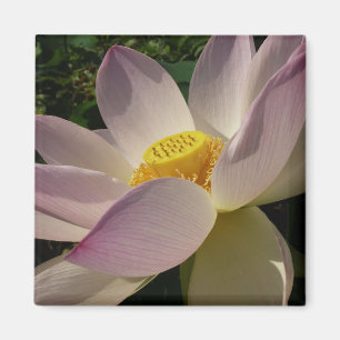 Rosa Lotus Blume III Sommer-Blütenzeit Magnet