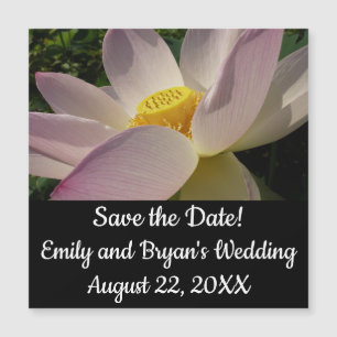 Rosa Lotus Blume III Sommer-Blütenzeit Magnetkarte