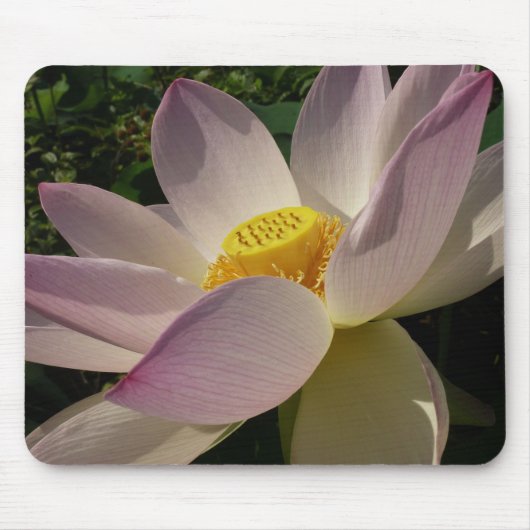 Rosa Lotus Blume III Sommer-Blütenzeit Mousepad (Vorne)