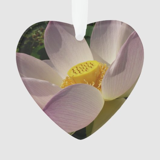 Rosa Lotus Blume III Sommer-Blütenzeit Ornament (Vorderseite)