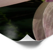 Rosa Lotus Blume III Sommer-Blütenzeit Poster (Ecke)