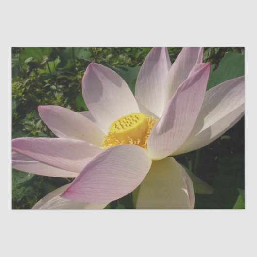 Rosa Lotus Blume III Sommer-Blütenzeit Seidenpapier (Vorderseite)