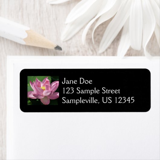 Rosa Lotus Blume IV (Insitu)