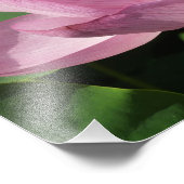 Rosa Lotus Blume IV Fotodruck (Ecke)