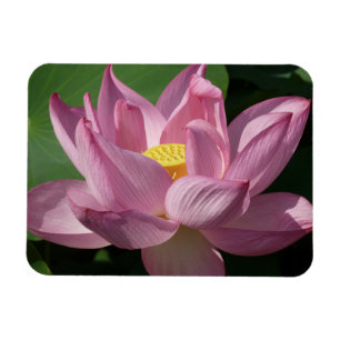 Rosa Lotus Blume IV Magnet