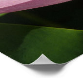 Rosa Lotus Blume IV Poster (Ecke)