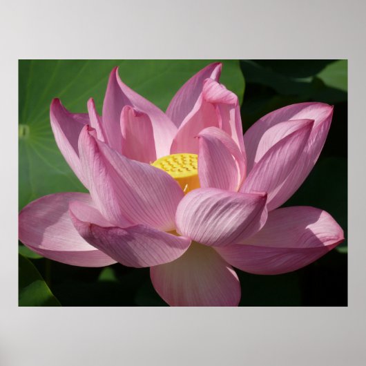 Rosa Lotus Blume IV Poster (Vorne)