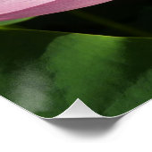 Rosa Lotus Blume IV Poster (Ecke)