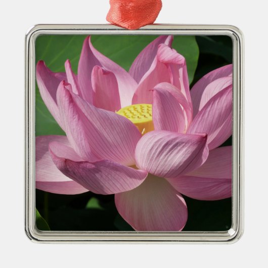 Rosa Lotus Blume IV Silbernes Ornament (Vorne)