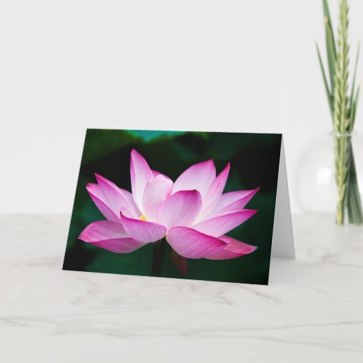 Rosa Lotus-Blume Karte (Vorderseite)
