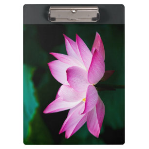 Rosa Lotus-Blume Klemmbrett