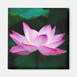 Rosa Lotus-Blume Magnet