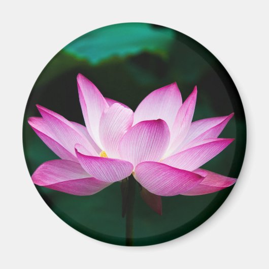 Rosa Lotus-Blume Magnet (Vorne)