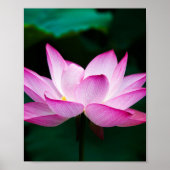 Rosa Lotus-Blume Poster (Vorne)