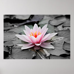 Rosa Lotus-Blume Poster