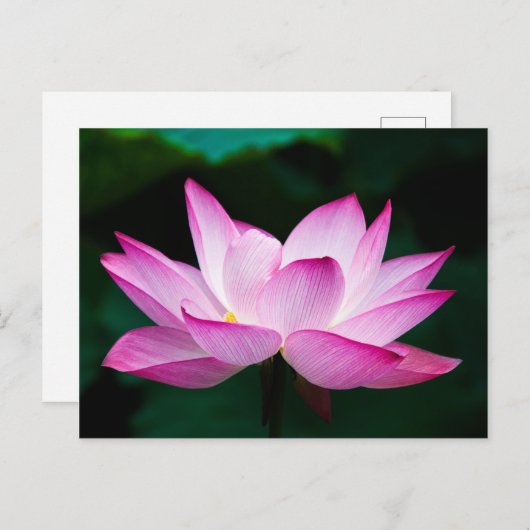 Rosa Lotus-Blume Postkarte (Vorne/Hinten)