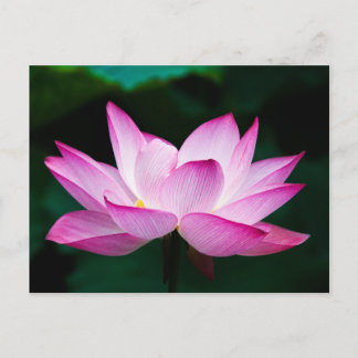 Rosa Lotus-Blume Postkarte