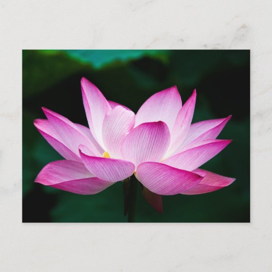 Rosa Lotus-Blume Postkarte (Vorderseite)