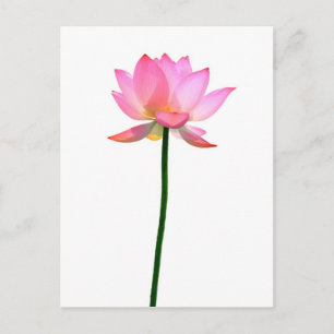 Rosa Lotus-Blume Postkarte
