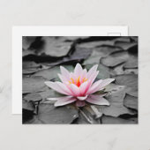 Rosa Lotus-Blume Postkarte (Vorne/Hinten)